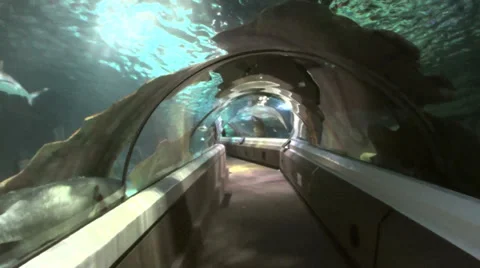 Underwater Aquarium Video stock 37179903