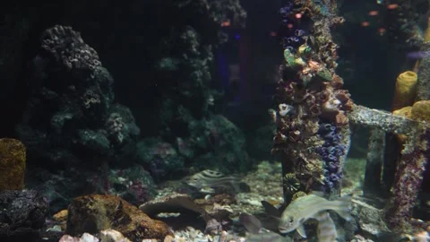 Underwater aquarium scene featuring small fish and Shark swimming near cora.. Stock Footage 327002546