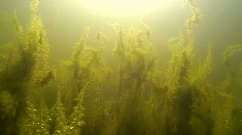 Underwater aquatic moss vegetation Stock Footage 43861604