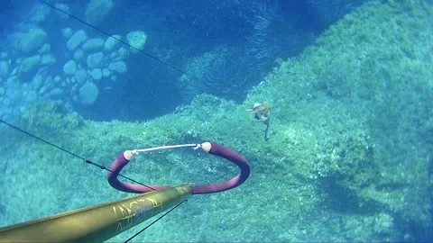 Underwater attack shooting of an octopus Stock Footage 171526867