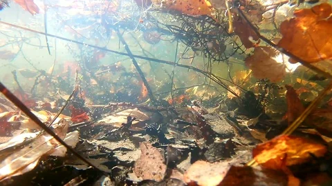 Underwater Autumn River Environment: Camera Moves to the Left Stock Footage 102550347