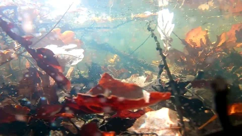 Underwater Autumn River Environment: Camera Moves on the Right Stock Footage 102550370