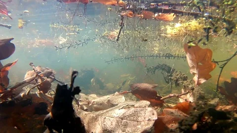 Underwater Autumn River Environment: Forward Camera Movement Stock Footage 102347858