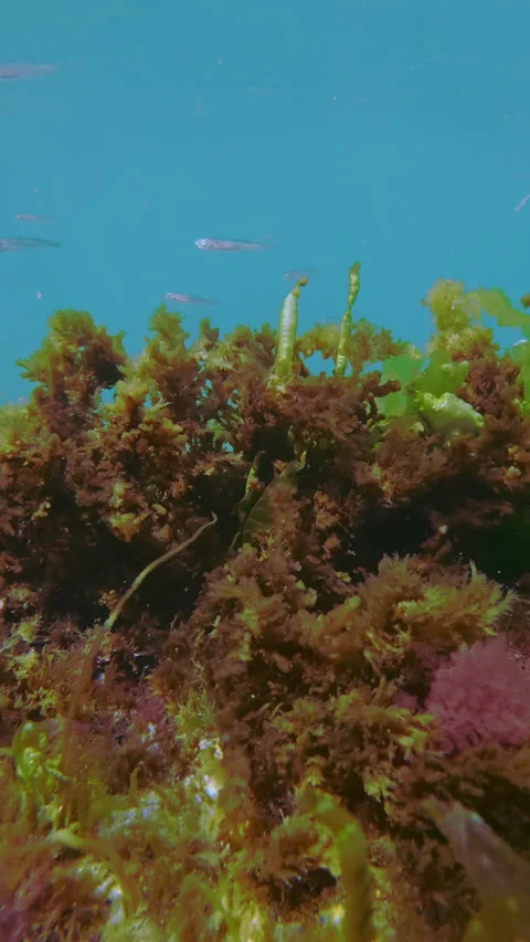 Underwater b-roll of silverside fish swimming over algae mat swaying in sea Stock Footage 345868841