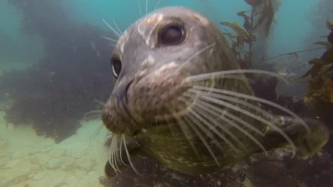 Underwater of Baby Seal with Long Whiskers Investigating Diver Stock Footage