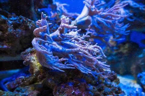 Underwater backgroud of devils hand corals  close up view Stock Photos