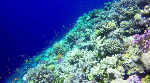Underwater Background copyspace diving corals fishes Red Sea slow 4k video Stock Footage 65394994