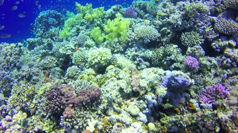 Underwater Background copyspace diving corals fishes Red Sea Egypt slow 4k video Stock Footage 65395012