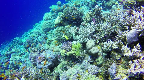 Underwater Background copyspace diving corals fishes Red Sea Egypt slow 4k video Stock Footage 65395055