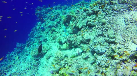 Underwater Background copyspace diving corals fishes Red Sea slow 4k video Stock Footage 65395101