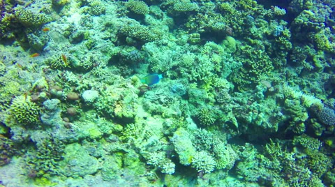 Underwater Background copyspace diving corals fishes Red Sea slow 4k video Stock Footage 65395210