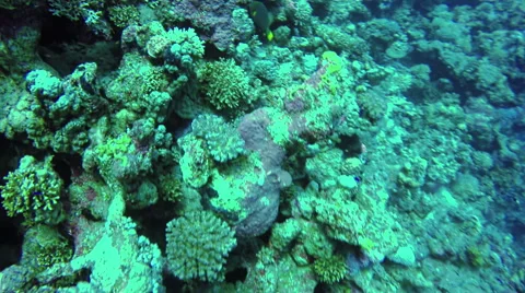 Underwater Background copyspace diving corals fishes Red Sea slow 4k video Egypt Stock Footage 65395366