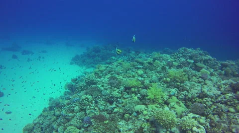 Underwater Background diving corals fish Red Sea Egypt 4k video Stock Footage 65395726