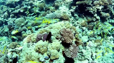 Underwater background 動画素材 11974082