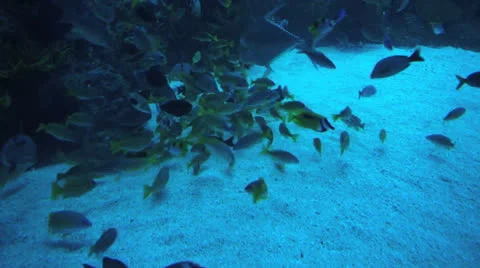 Underwater background Stock Footage 24949645