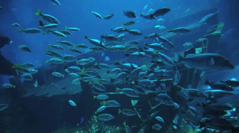 Underwater background Stock Footage 24949717