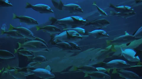 Underwater background Stock Footage 24949754