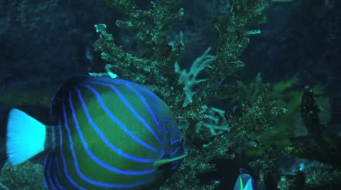 Underwater background Stock Footage 24949825