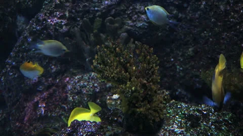 Underwater background Stock Footage 24949886