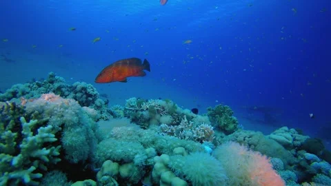 Underwater Background Tropical View Stock Footage 330942791