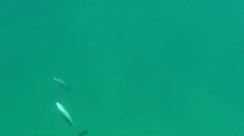 Underwater Bait Hooked Stock Footage 7136453