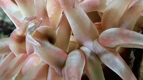 Underwater Ballet of the Aulactinia Stella in the Arctic Stock Footage 327834053