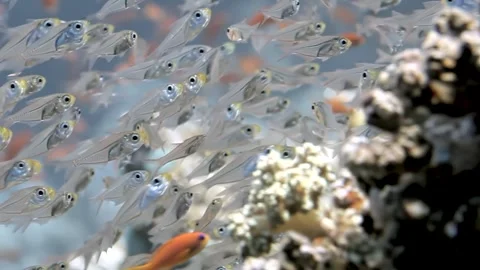 Underwater Ballet of Countless Glassfish in a Dazzling Reef Stock Footage 340588501