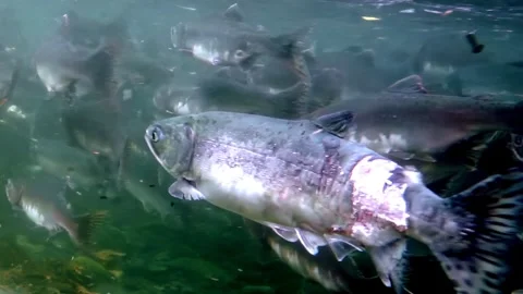 Underwater Ballet a River of Migrating Salmon in the Pacific Northwest 스톡 동영상 327294683