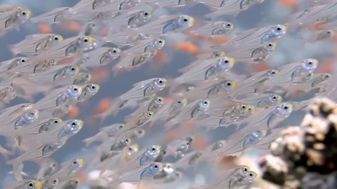 Underwater Ballet of a Thousand Clear Fish Near Tropical Reef Video stock 340588715
