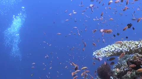 Underwater Ballet Vibrant Reef Fish School Near Ancient Coral Formations Stock Footage 338201015