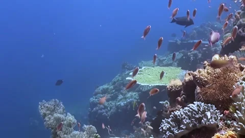 Underwater Ballet of Vibrant Reef Fish Stock Footage 338201027