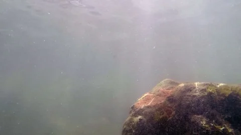 Underwater basic shot of a rock and the surface great for text 스톡 동영상 79502023