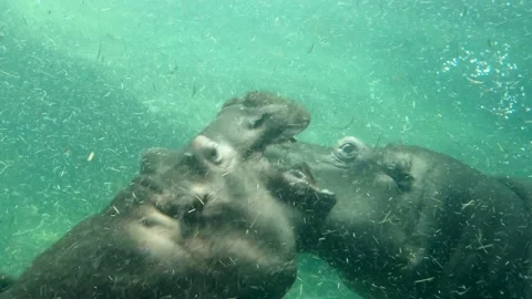 Underwater Battle Between Two Hippos Cinematic 4K Video Footage Stock Footage 235029760