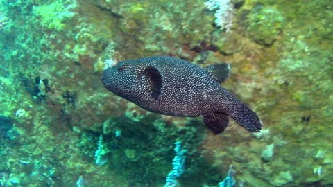 Underwater, beautiful fish can be seen swimming around coral formations. Stock Footage 235020587