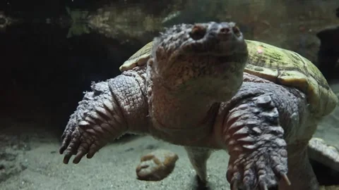 Underwater Behavior of Snapping Turtle. Close-up video of snapping turtle Video stock 319966183