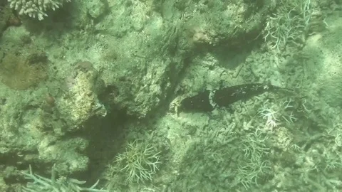 Underwater black crocodilefish Video stock 104046293