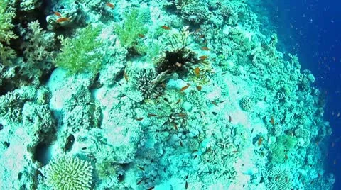 Underwater black cronoid Stock Footage 10595430