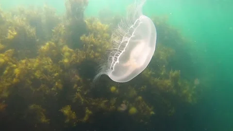 Underwater Black Sea jellyfish swims below the sea surface Stock Footage 130657341