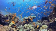 Underwater Blue Background Orange Fish Stock Footage