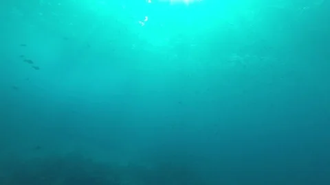 Underwater blue ocean Video stock 81950141
