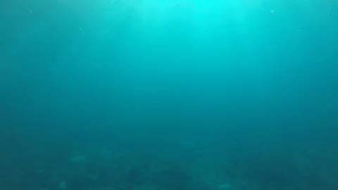 Underwater blue ocean 스톡 동영상 101585757