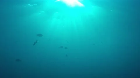 Underwater blue ocean Video stock 132312641