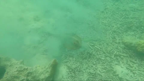 Underwater, Bluespotted Stingray raises cloud of sand on the bottom, Perhentian Stock Footage 201127765