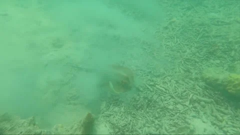 Underwater, Bluespotted Stingray raises cloud of sand on the bottom, Malaysia Stock-Footage 201128433