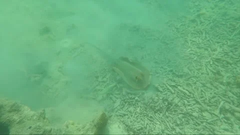 Underwater, Bluespotted Stingray raises cloud of sand on the bottom, Perhentian Stock Footage 201131280