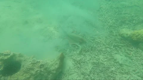 Underwater, Bluespotted Stingray raises cloud of sand on the bottom, Malaysia Stock Footage 201131704