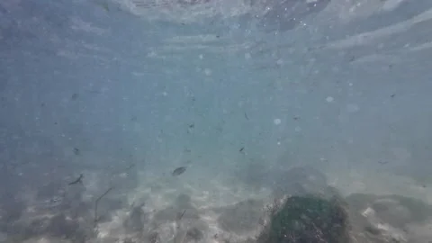 Underwater Bonefish and Palometa Fish in Shallow Caribbean Waters Stock Footage 345651070