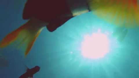 Underwater bottom look up to the surface view to ripple bubble sea salt ocean bl Stock Footage 252953349