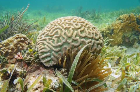 Underwater boulder brain coral Colpophyllia natans Stock Photos