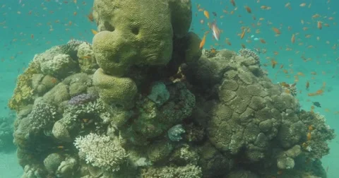 Underwater brain corals 4K Stockbeeldmateriaal 49836008